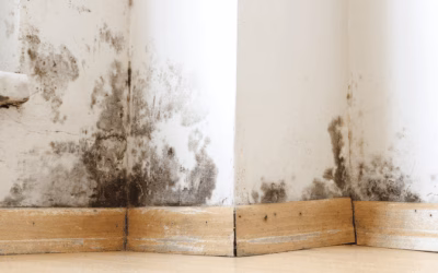 Pintura antihumedad y pintura antimoho
